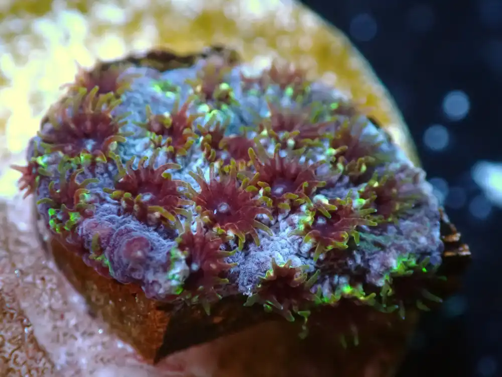 7/3/24 CSC Skittles Bomb Cyphastrea ended - Coral's Coral Live