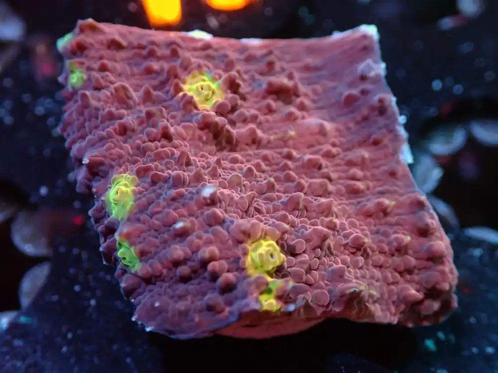 7/3/24 CSC Yellow Eye Chalice ended - Coral's Coral Live