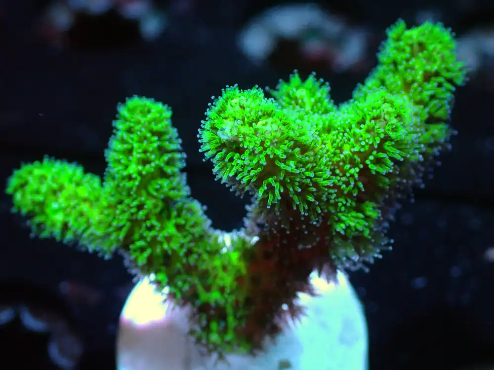 7/3/24 CSC Stylophora ended - Coral's Coral Live