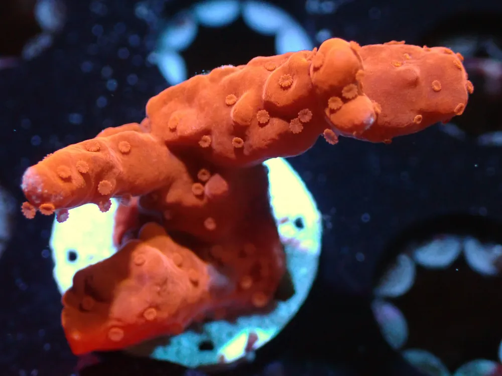 7/3/24 CSC Montipora Setosa ended - Coral's Coral Live