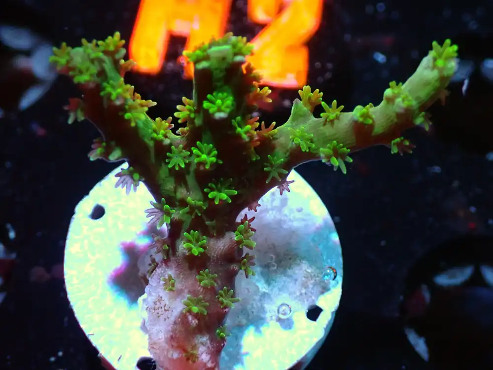 7/3/24 CSC Green Acro ended - Coral's Coral Live