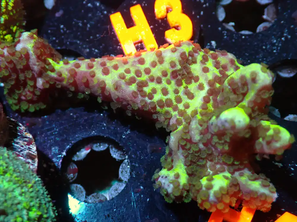 7/3/24 CSC Montipora Spongeodes ended - Coral's Coral Live