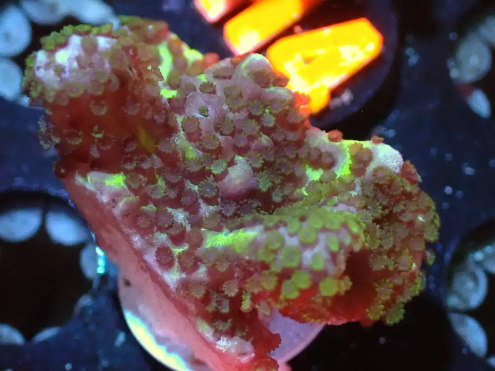 7/3/24 CSC Montipora Spongeodes ended - Coral's Coral Live
