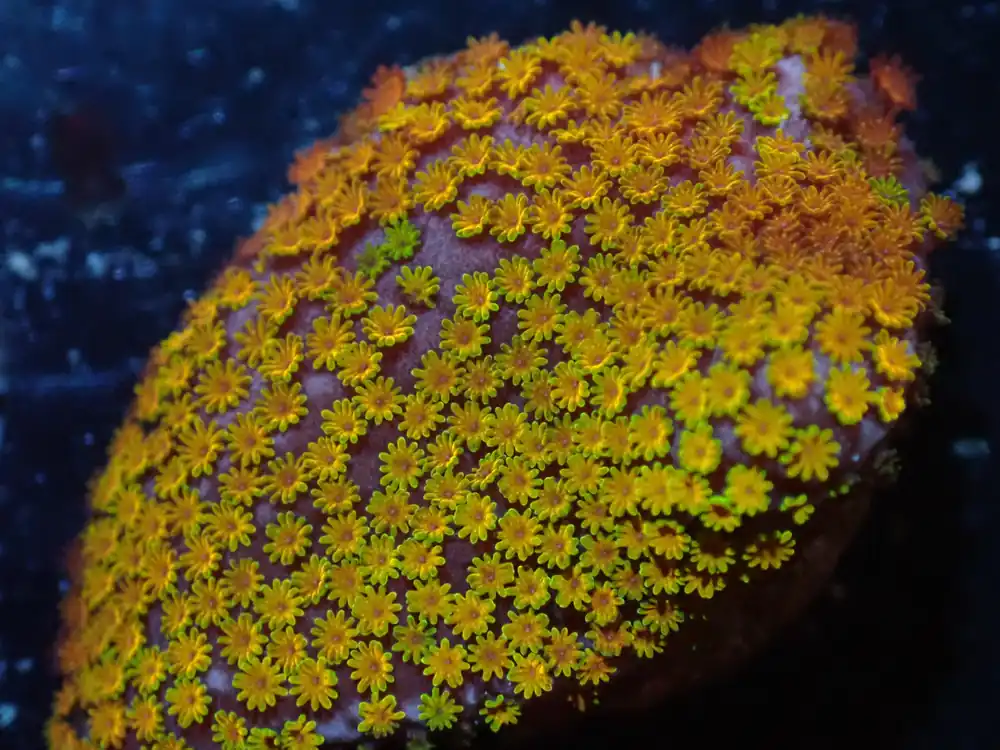 7/3/24 CSC Rainbow Montipora ended - Coral's Coral Live