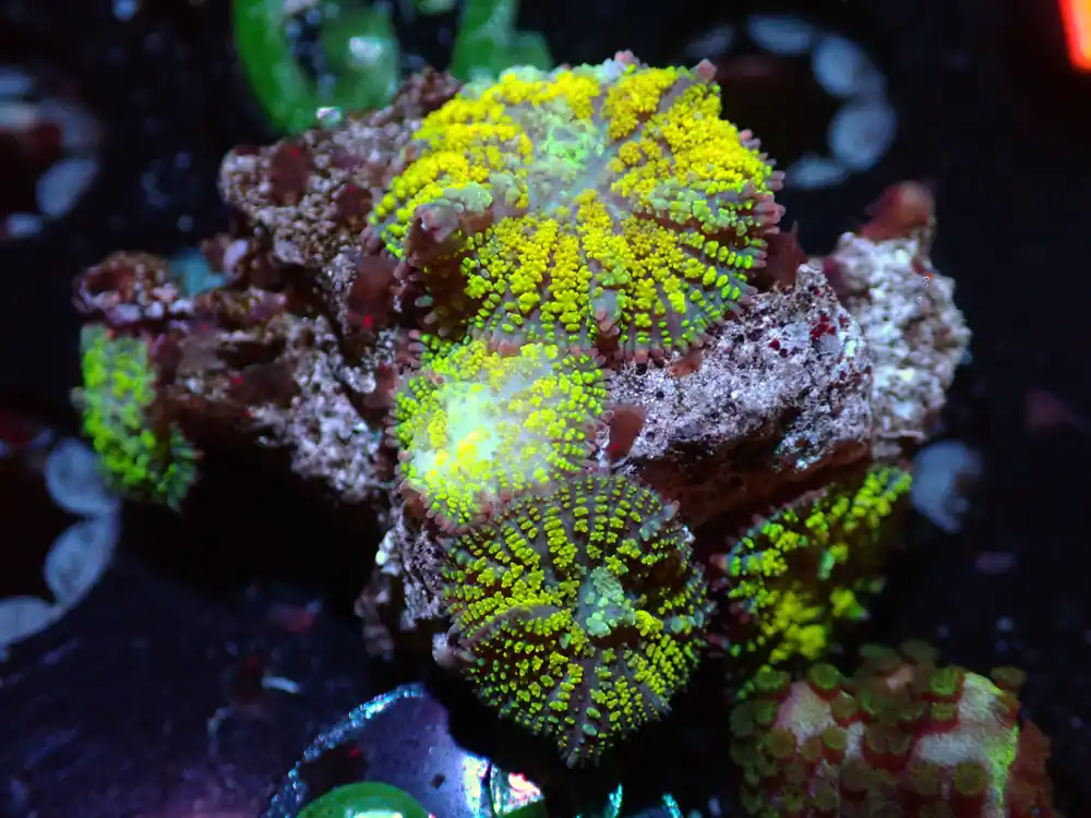 7/3/24 CSC Gonzos Golden Dragon MushroomRock 4P ended - Coral's Coral Live