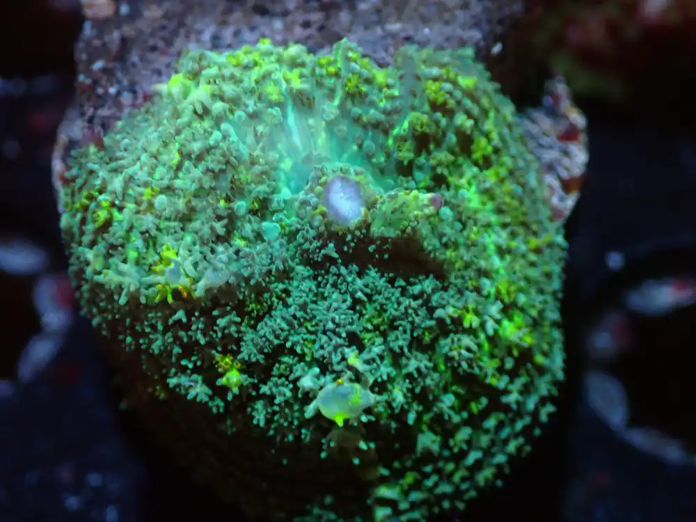 7/3/24 CSC Green Bounce Mushroom ended - Coral's Coral Live