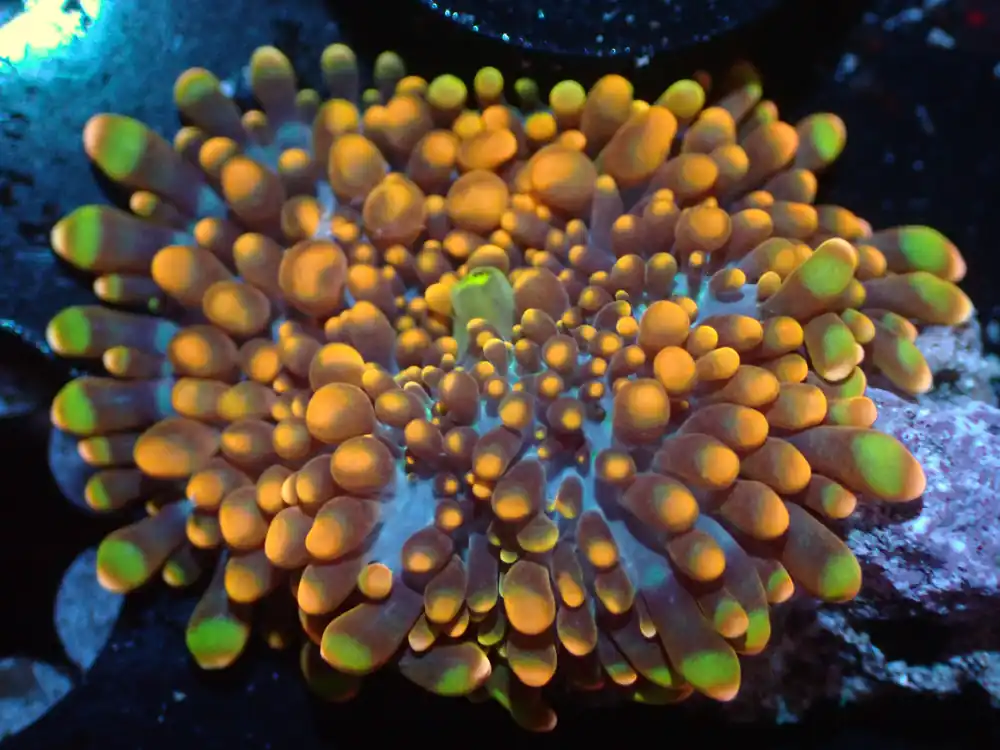 7/3/24 CSC False Godzilla Yuma ended - Coral's Coral Live