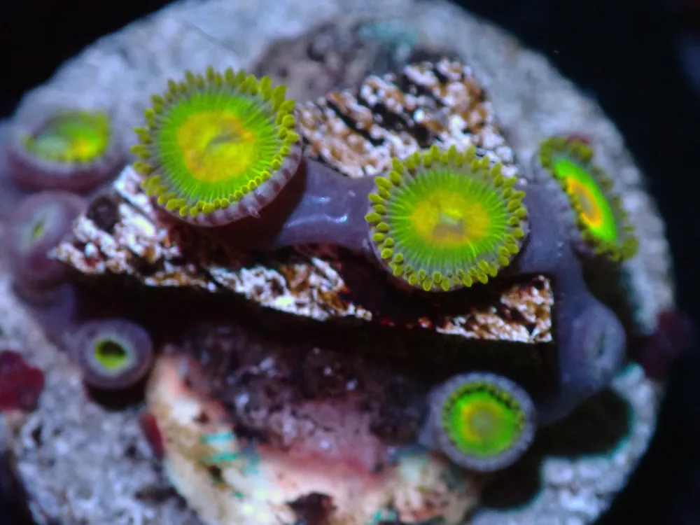 7/3/24 CSC Rasta Zoas ended - Coral's Coral Live