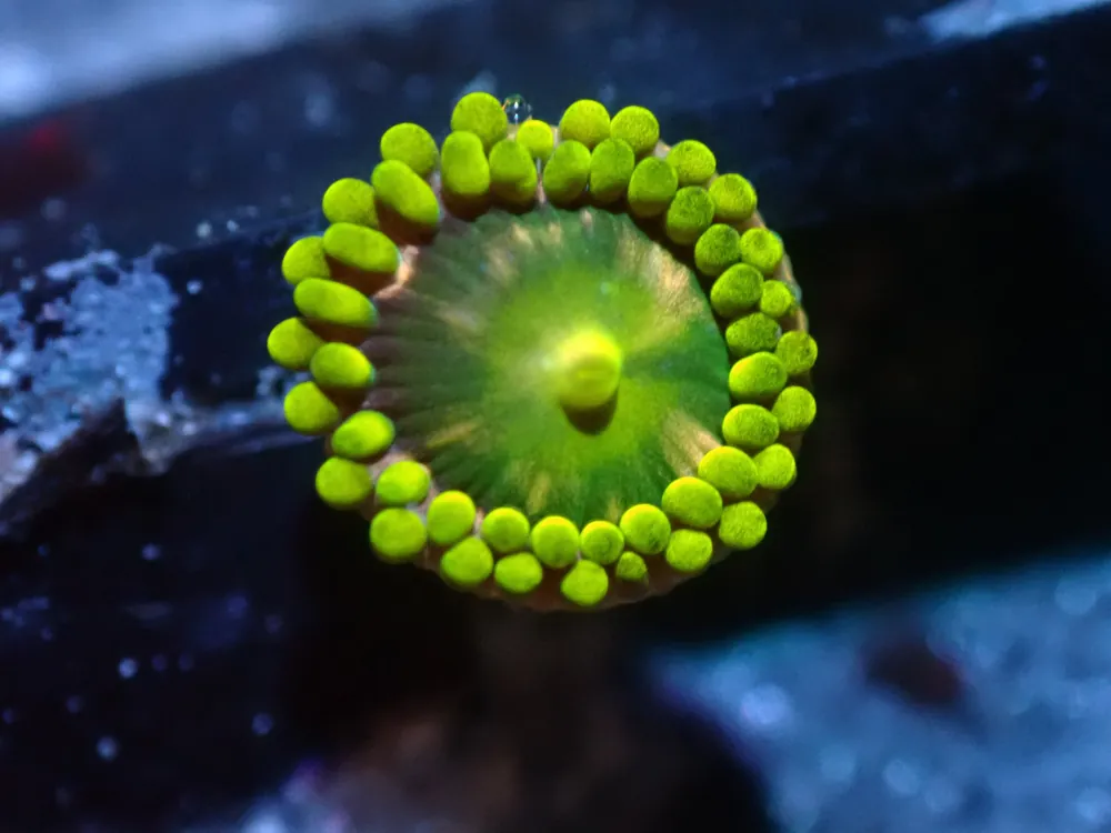 7/3/24 CSC Pink Minefield Zoa ended - Coral's Coral Live