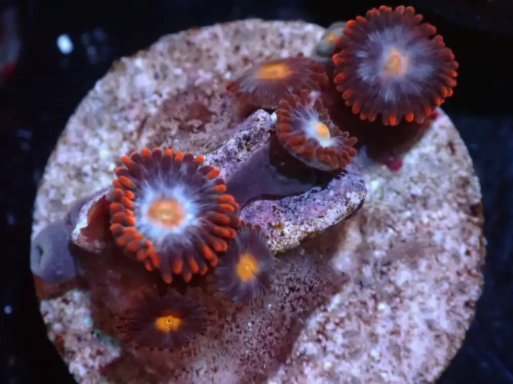 7/3/24 CSC Fire & Ice Zoas ended - Coral's Coral Live