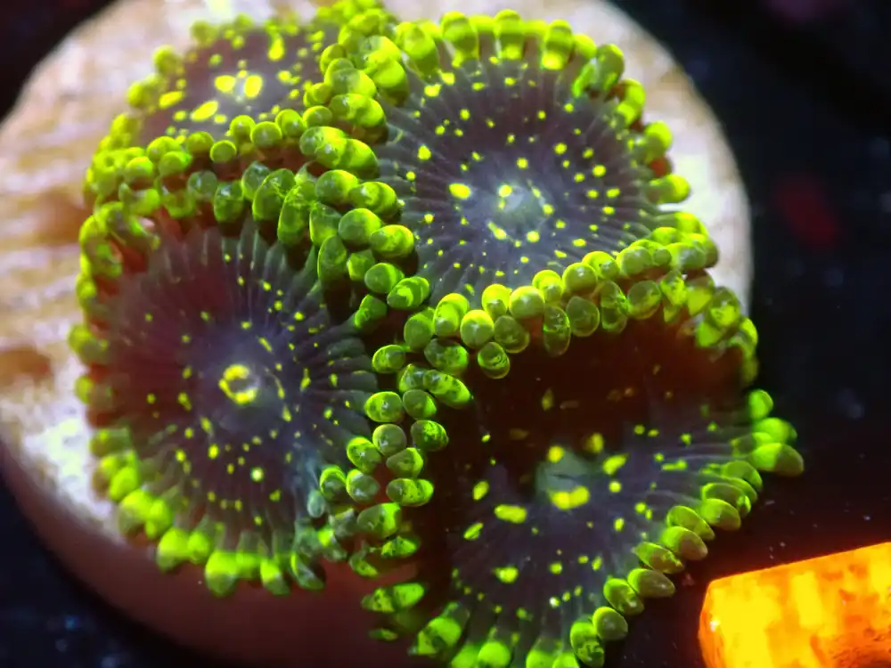 7/3/24 CSC Exosphere Zoas ended - Coral's Coral Live
