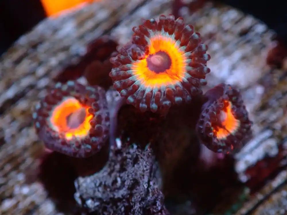7/3/24 CSC Neon Knight Zoas ended - Coral's Coral Live