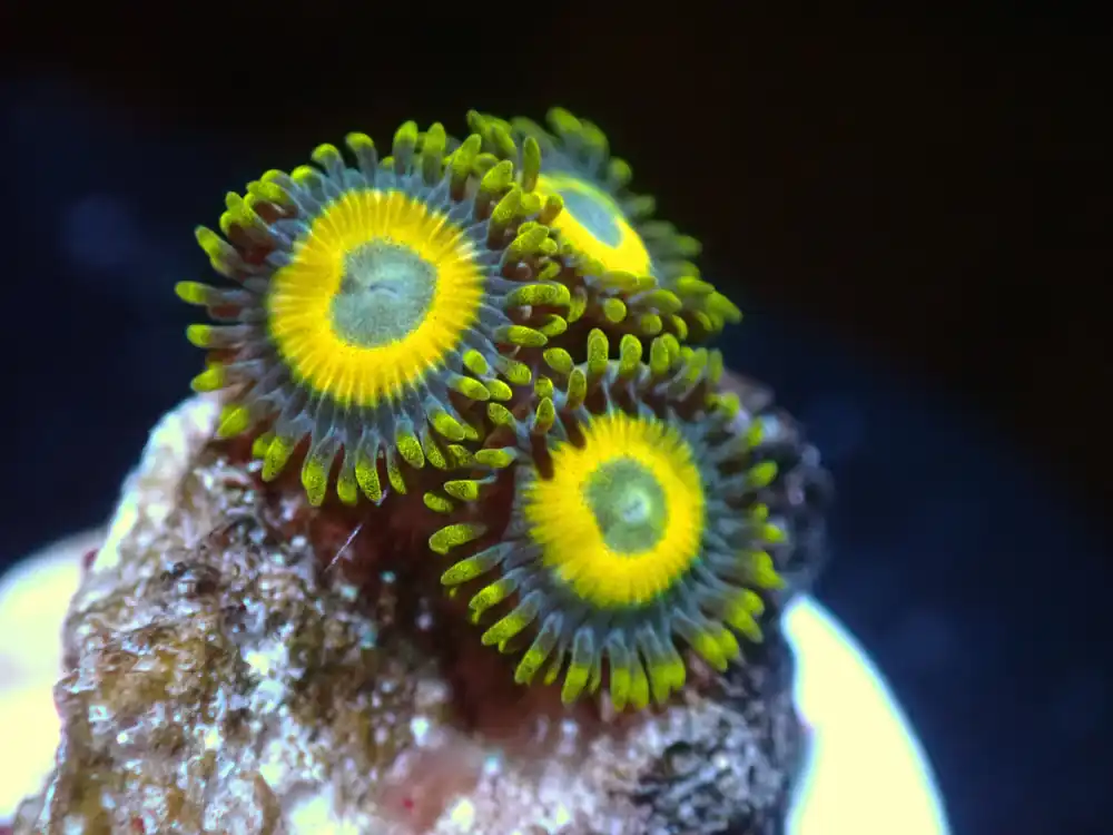 7/3/24 CSC Scrambled Egg Zoas ended - Coral's Coral Live
