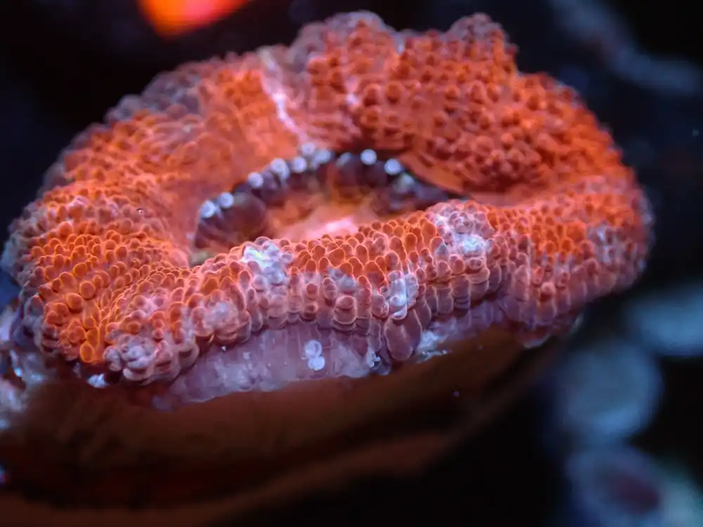 7/3/24 CSC Red Acan ended - Coral's Coral Live