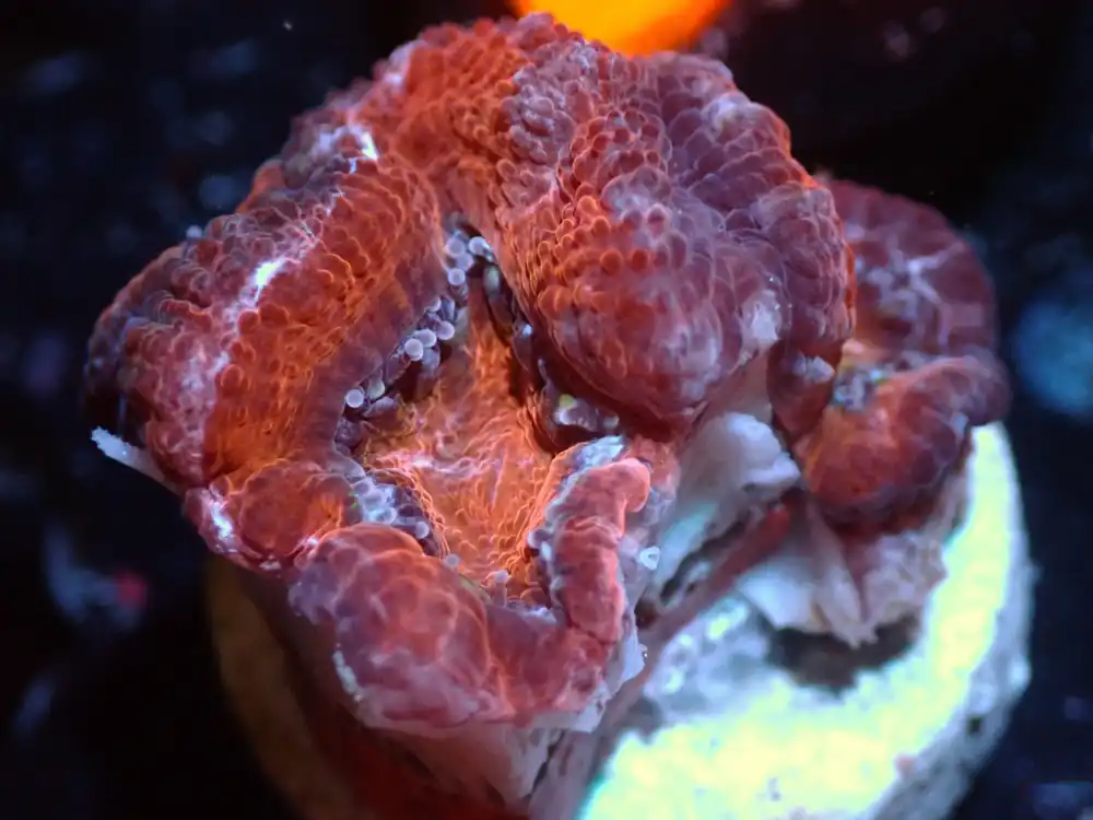 7/3/24 CSC Red/Orange Acan 3H ended - Coral's Coral Live