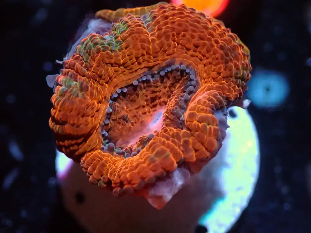 7/3/24 CSC Orange/Green Acan ended - Coral's Coral Live