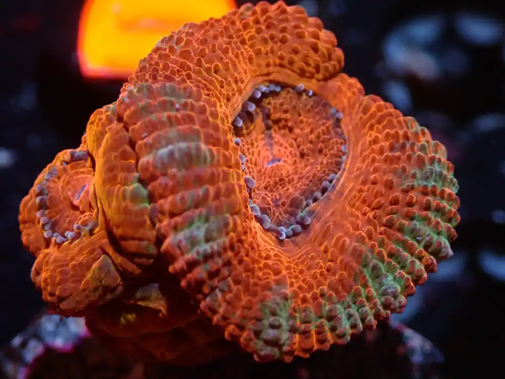 7/3/24 CSC Orange/Green Acan 2H ended - Coral's Coral Live