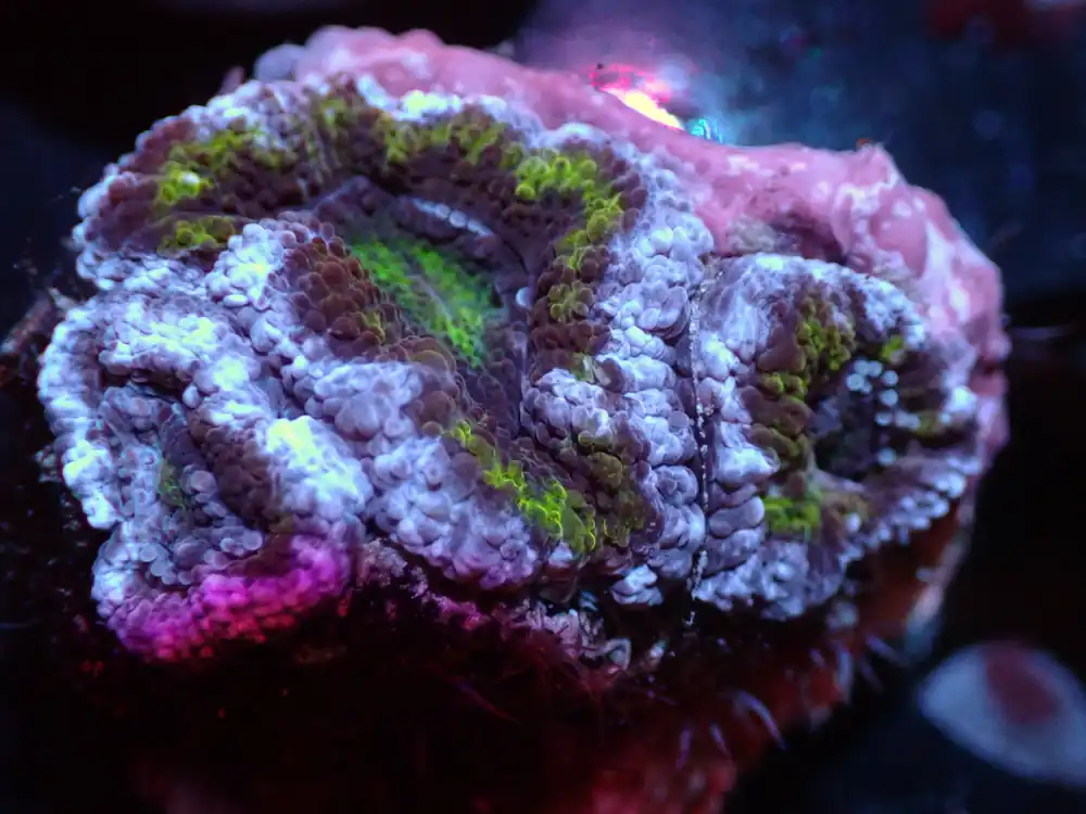 7/3/24 CSC Purple/Green Acan 3H ended - Coral's Coral Live