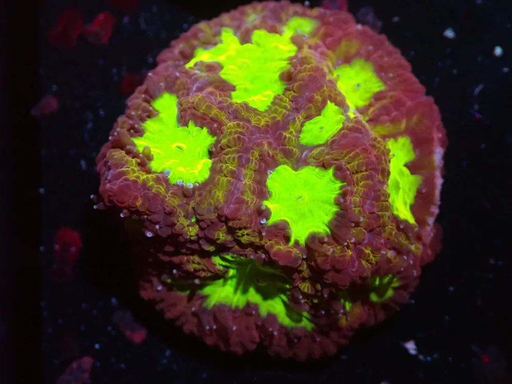7/3/24 CSC Stitches Favia ended - Coral's Coral Live