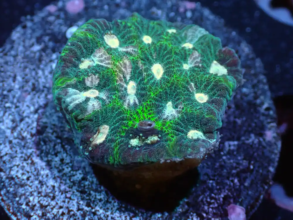 L10 7/3/24 JRA Green/Pink Favities ended