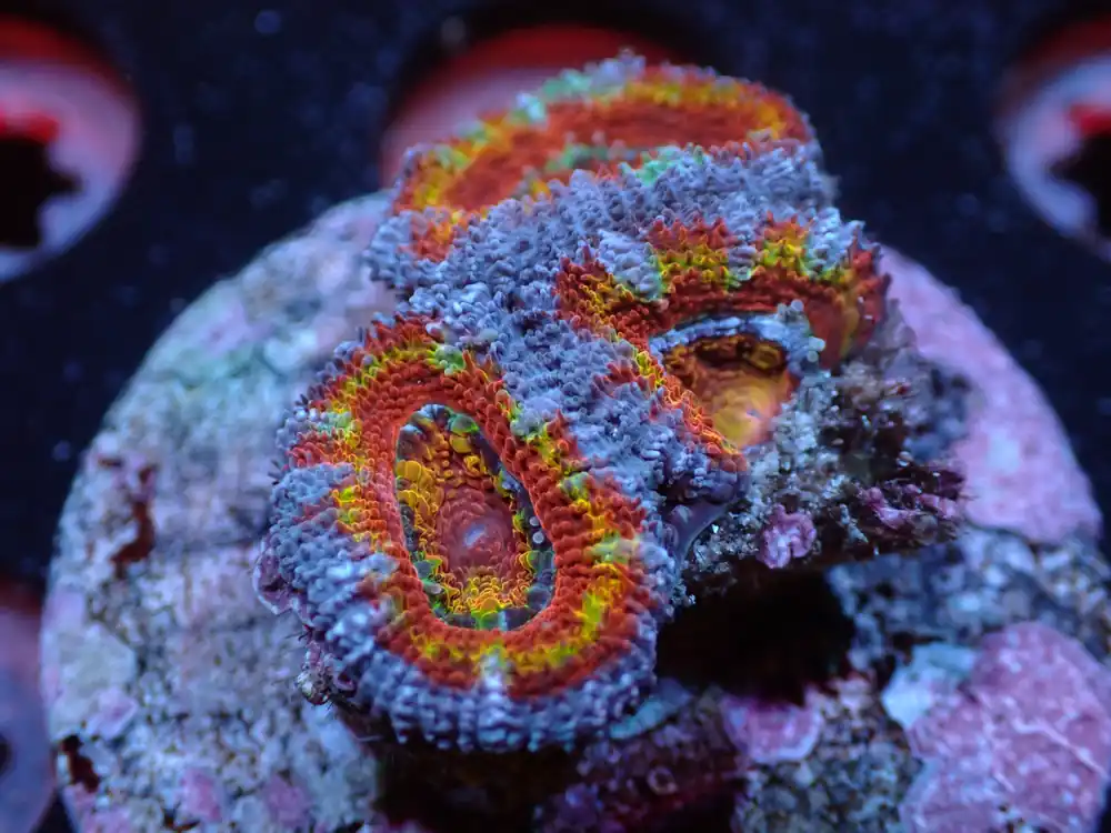 L3 7/3/24 JRA Rainbow Acan Frag ended
