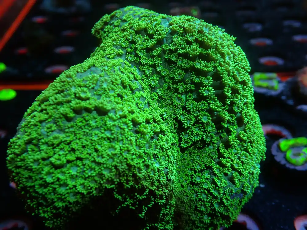 L12 7/3/24 JRA Neon Green Goniopora Colony ended