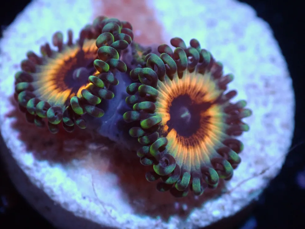 7/3/24 LKR Solar Flare Zoas ended
