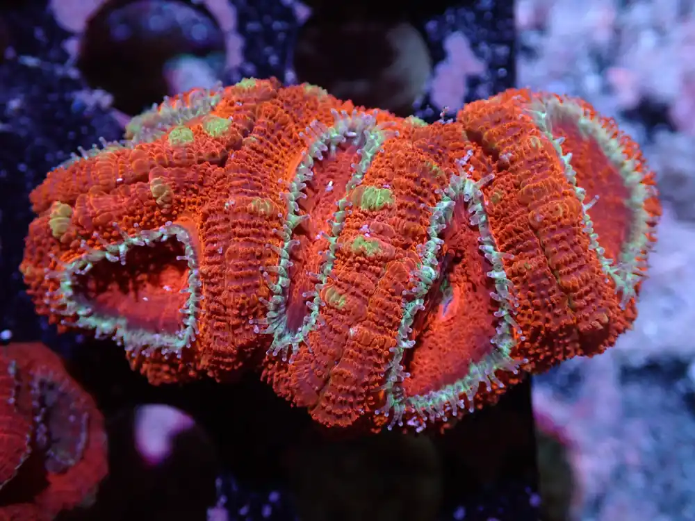 7/3/24 DHC Red/Green Acan 5H ended