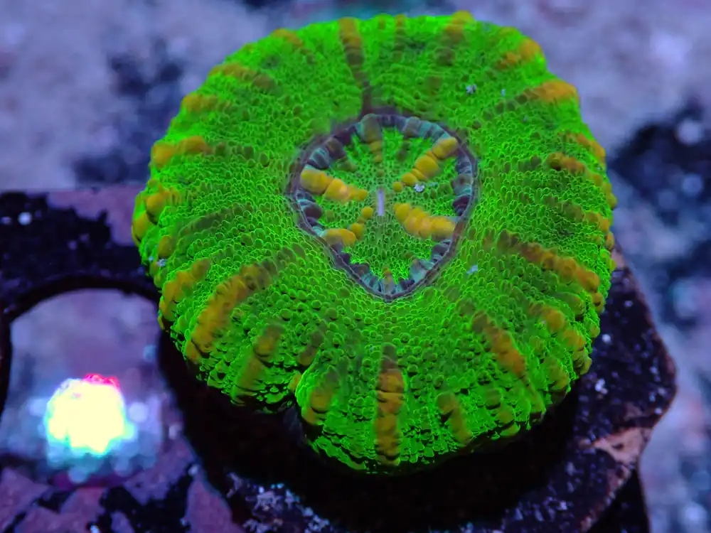 7/3/24 DHC Green/Purple Button Scoly ended