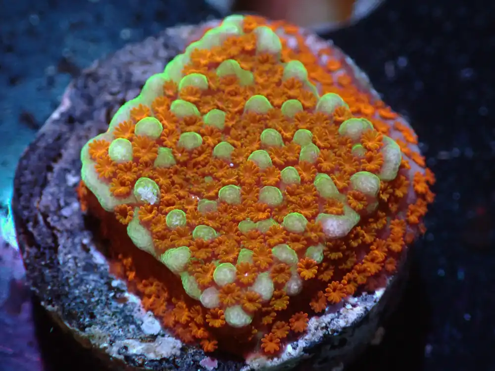 7/3/24 RWZ Aquaman Montipora ended