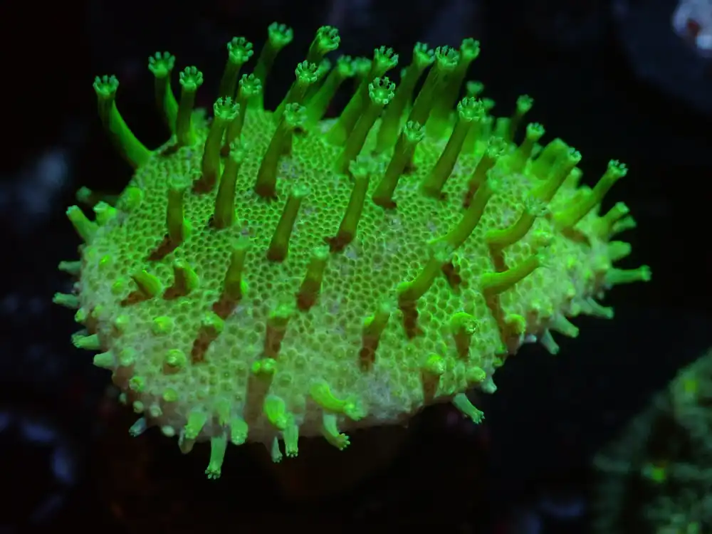 CSC Neon Green Japanese Toadstool 7/18/24 - Coral's Coral Live