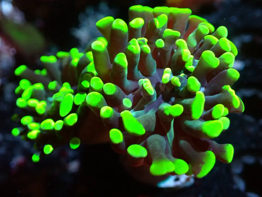 CSC Green Hammer 2H 7/10/24 ended - Coral's Coral Live