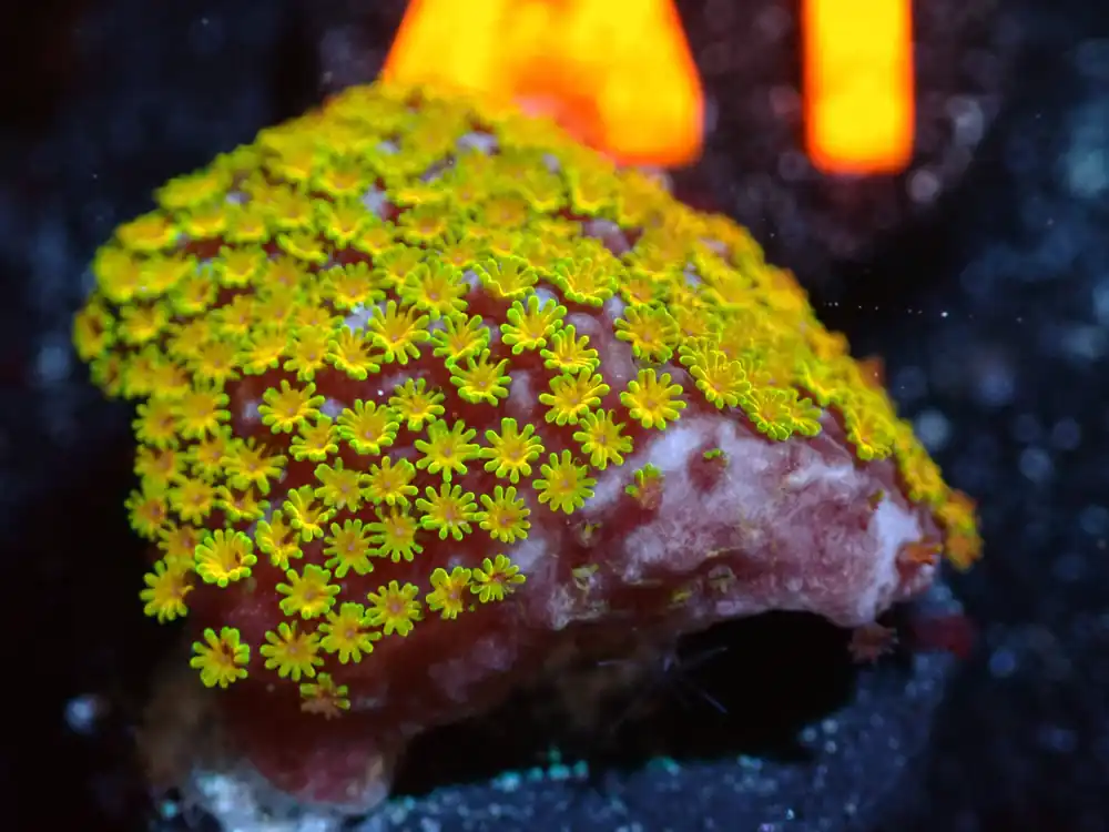 CSC Rainbow Montipora 7/10/24 ended - Coral's Coral Live