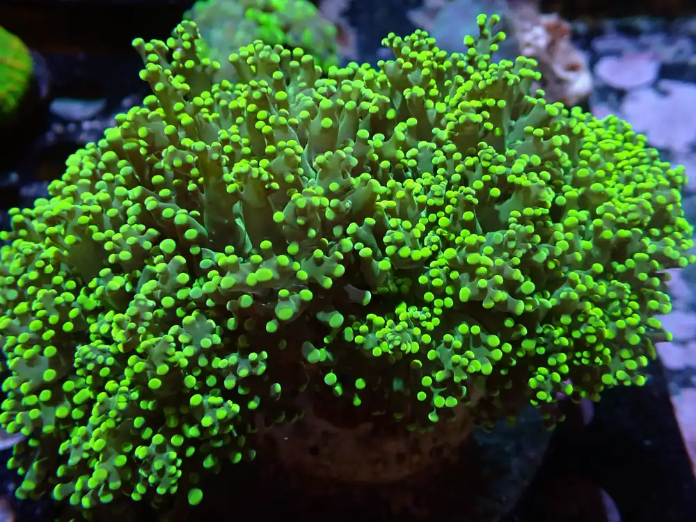 DHC XL Yellow/Green Octospawn 5H+ 7/18/24