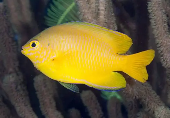 Lemon Damsel - Coral's Coral