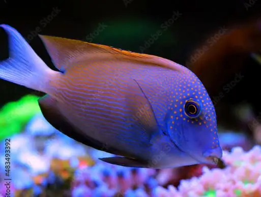 Bristletooth, Orange Stripe Tang - Coral's Coral
