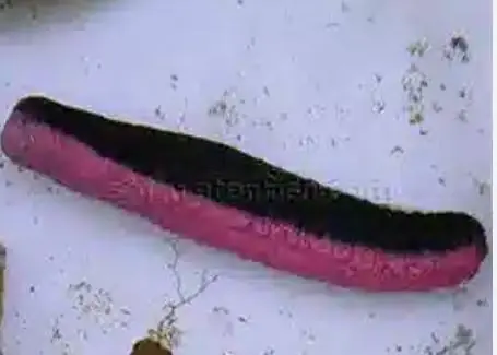 Red and Black Cucumber - Coral's Coral
