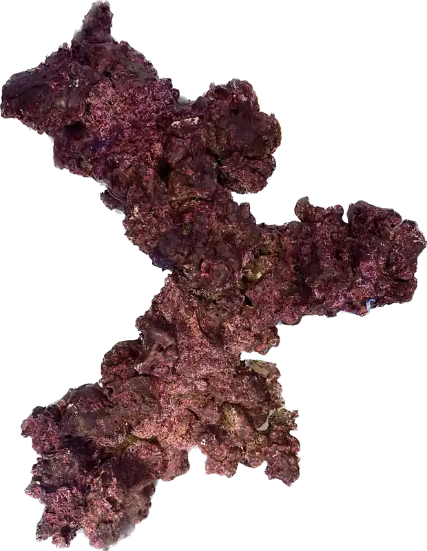 Arch Real Reef - Coral's Coral