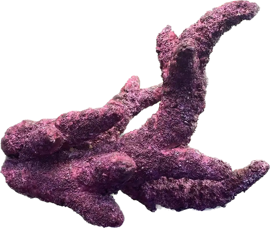Branches Real Reef - Coral's Coral