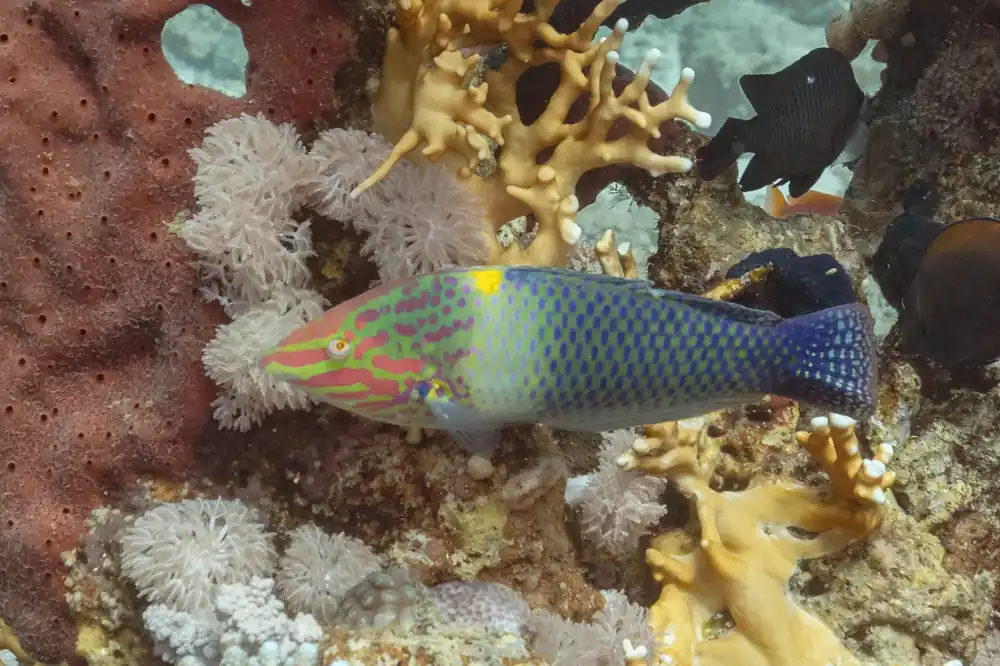 Marble Checkerboard Wrasse :: Central Pacific - qm