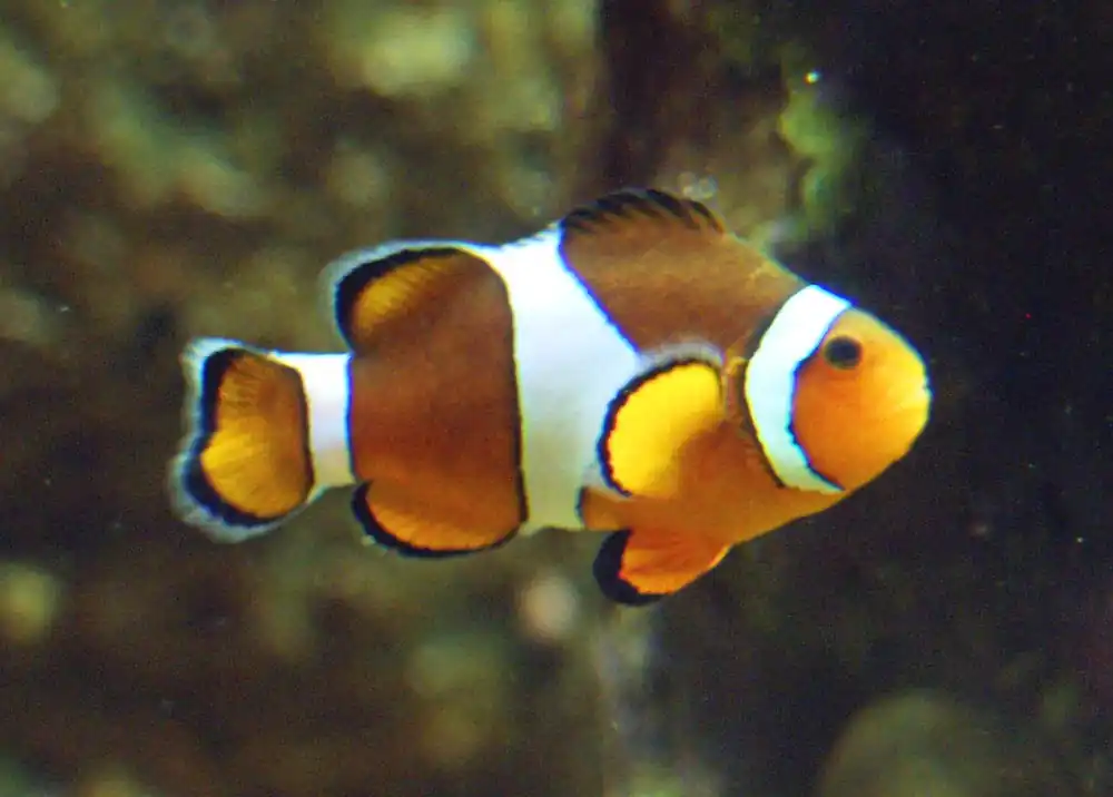 Tangerine DaVinci Grade A Ocellaris Clownfish Aquacultured - qm