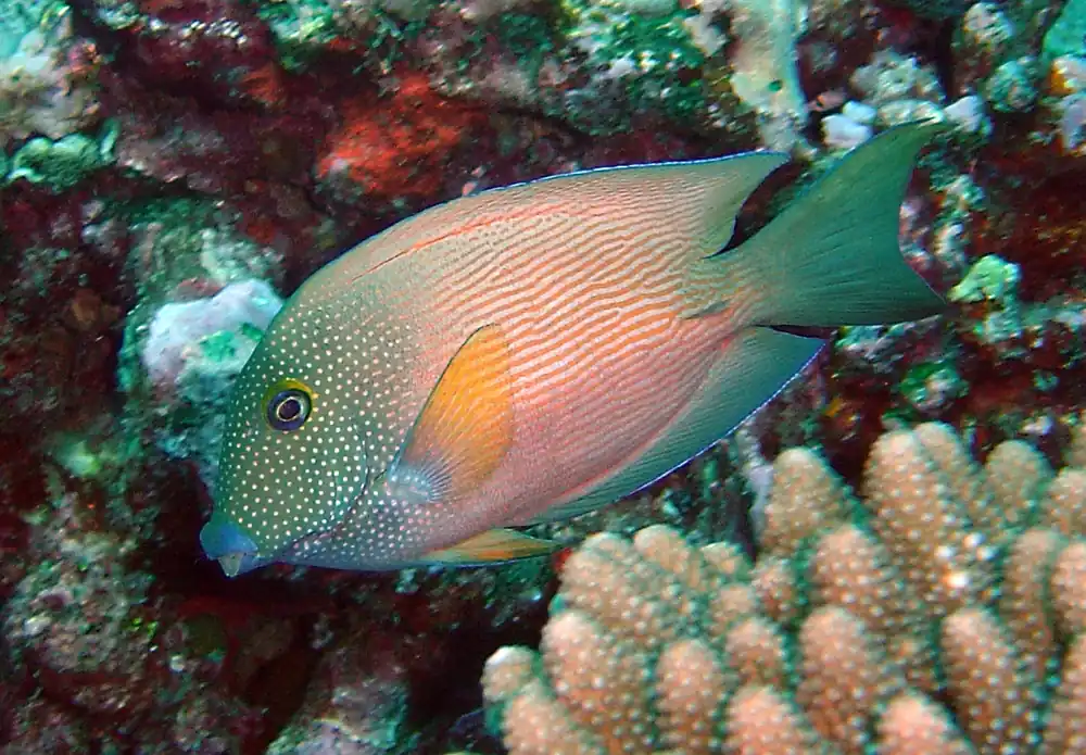 Bristletooth Short-Tail Tang