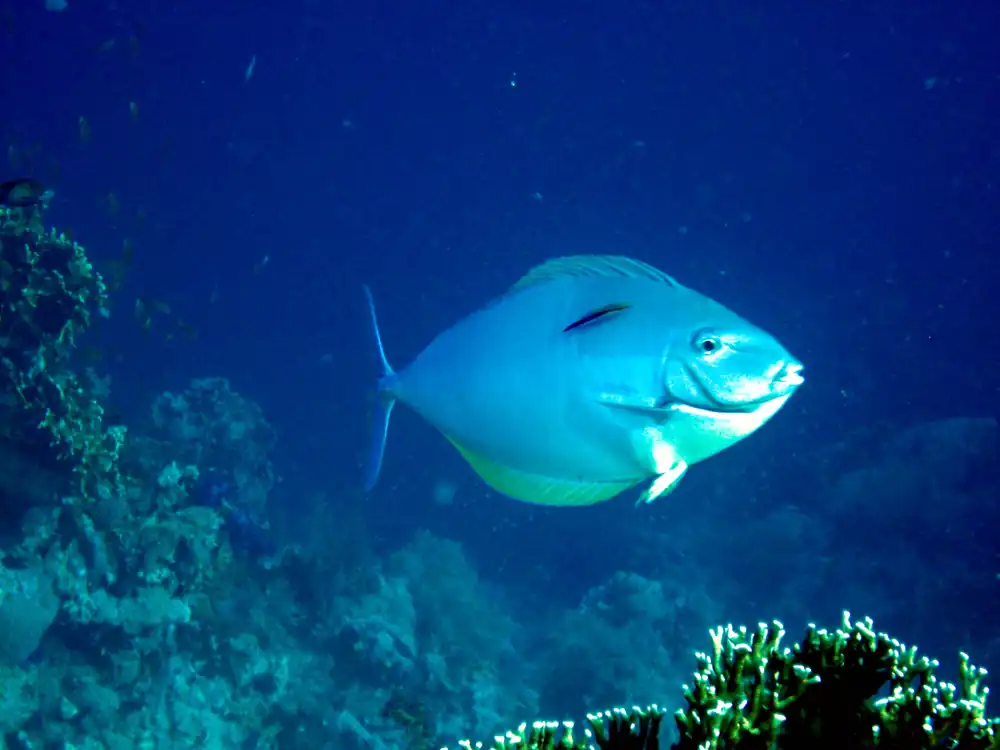 Pale Surgeonfish "Mata" Tang - qm