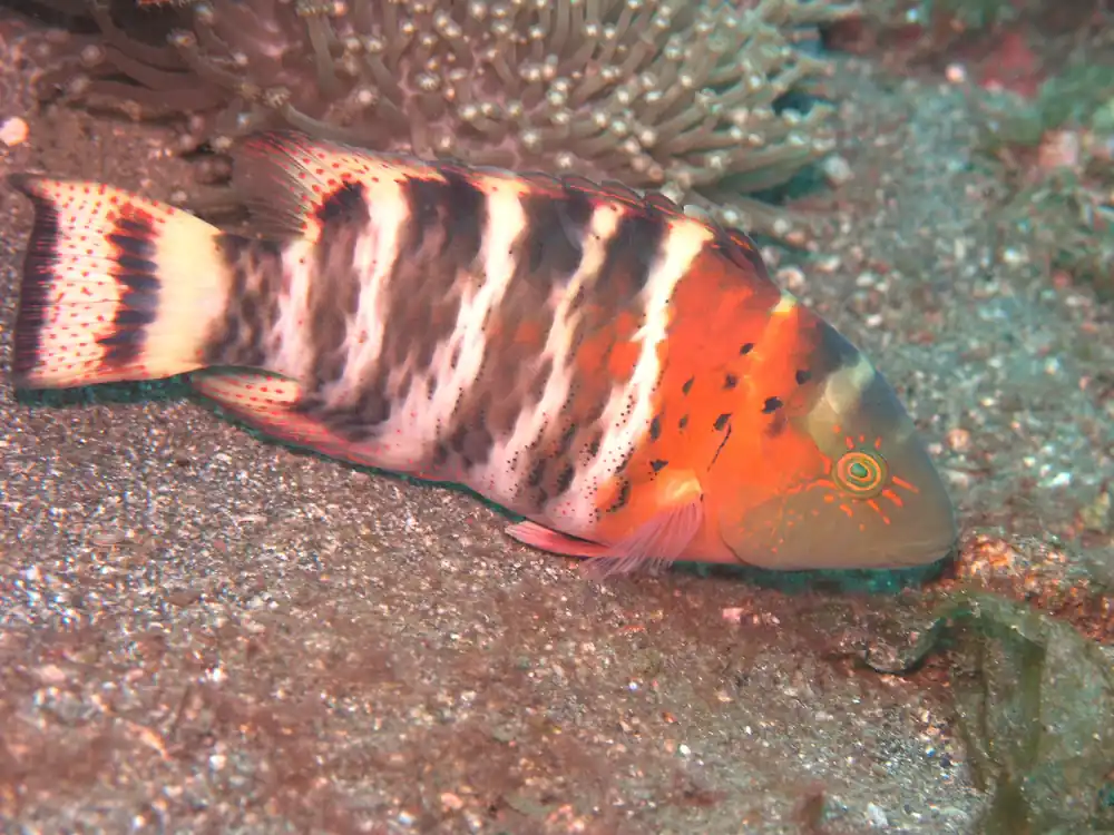 Red Breasted Maori Wrasse - qm