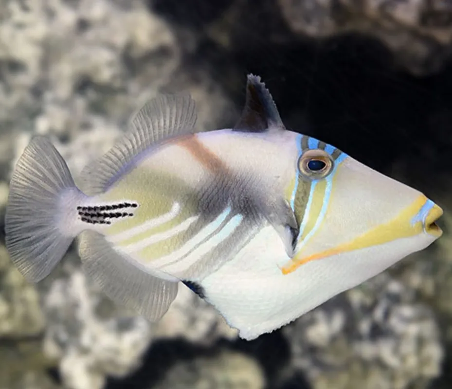 Humu Humu Triggerfish - Coral's Coral