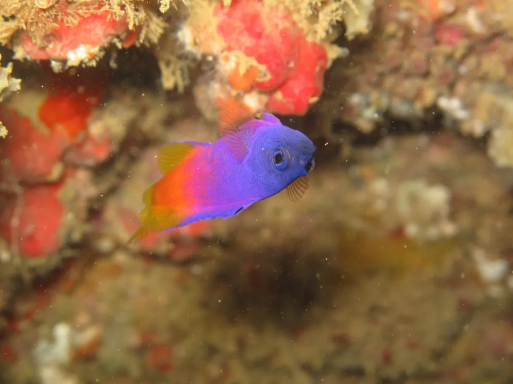 Brazilian Gramma Basslet Aquacultured - qm