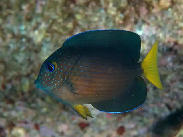 Juvenile Bristletooth Two Spot Tang - qm