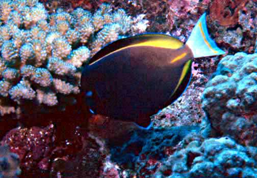 White Cheek Tang :: Central Pacific - qm