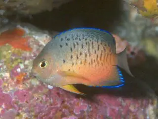 Coral Beauty Angel :: Central Pacific - qm