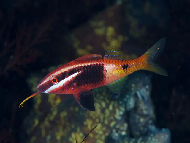 Bicolor Goatfish - qm
